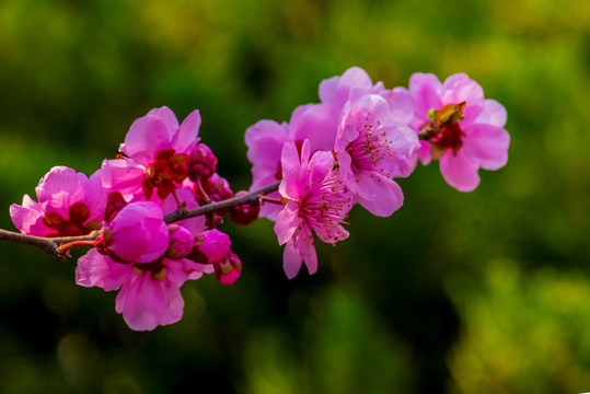 红梅花儿开