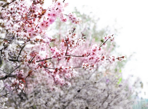 水墨桃花