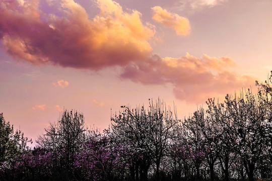 夕阳梨花林