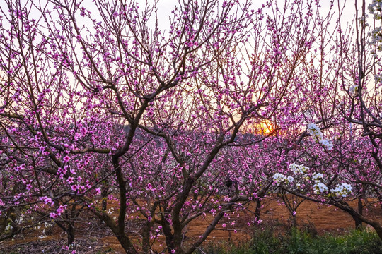 夕阳桃花林