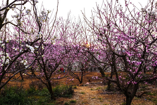 桃花树