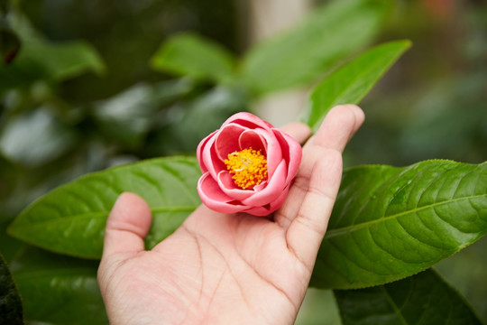 油茶花 木本油料植物