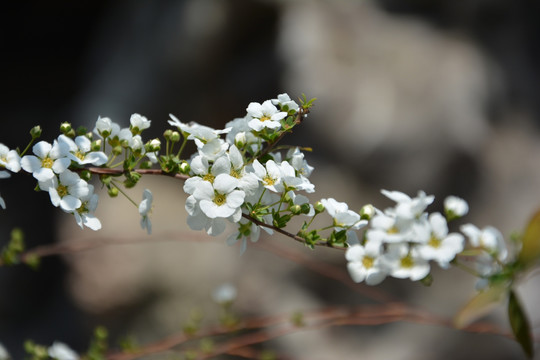 雪柳小白花