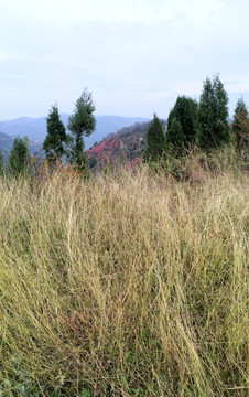 草丛 草甸 秦岭 秋色 山峦