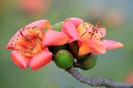 木棉花