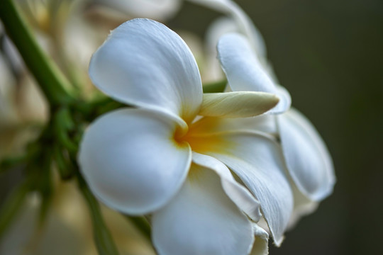 鸡蛋花