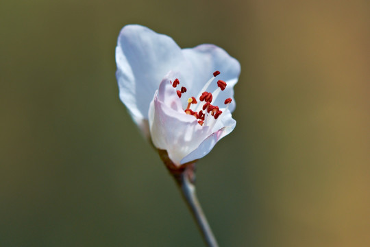 山桃花