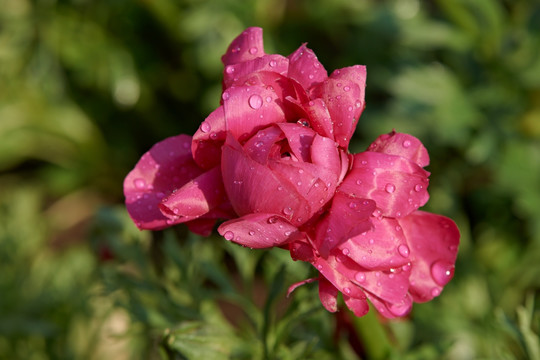 花毛茛 花卉