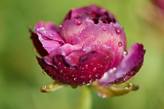 花毛茛 花卉