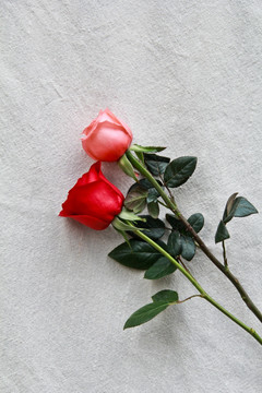 玫瑰摄影图片