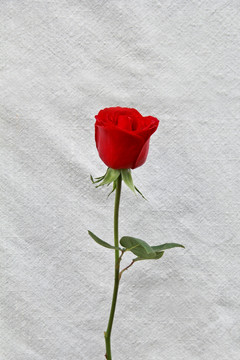 单支红玫瑰摄影图片