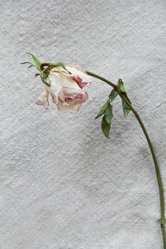 单支粉玫瑰干花摄影