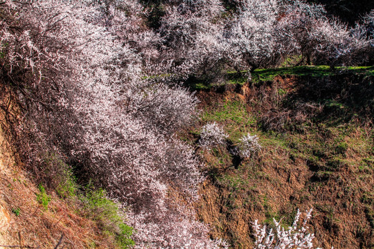 伊犁杏花沟