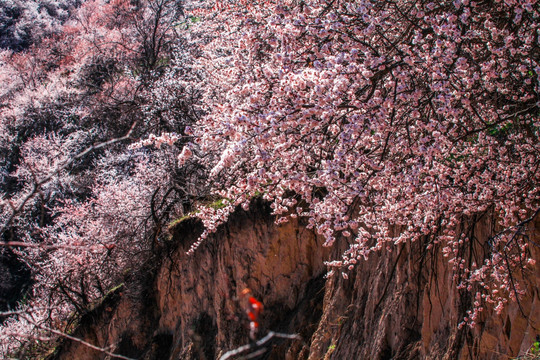 伊犁杏花沟