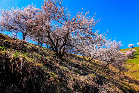 伊犁杏花沟