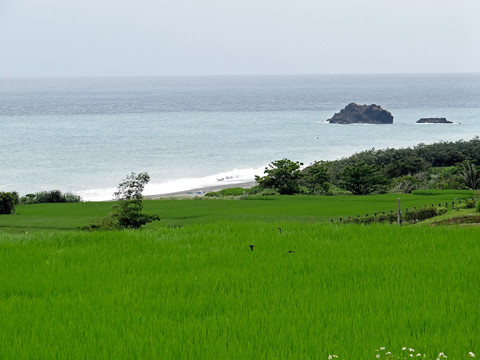 花莲静浦的海边稻田