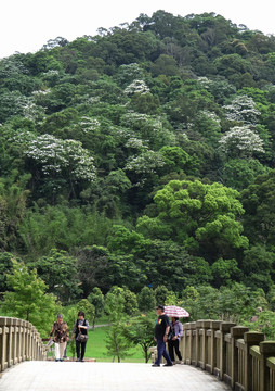 大溪慈湖油桐花