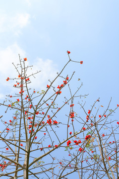 米棉花