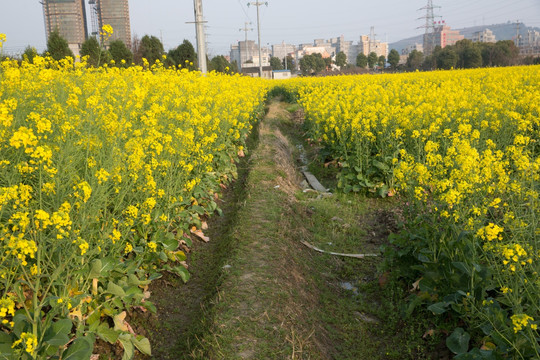 油菜花