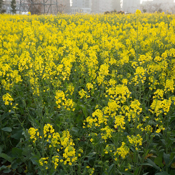 油菜花