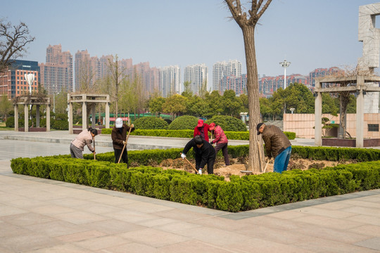 植树 种树