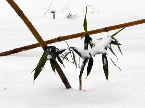 雪中竹