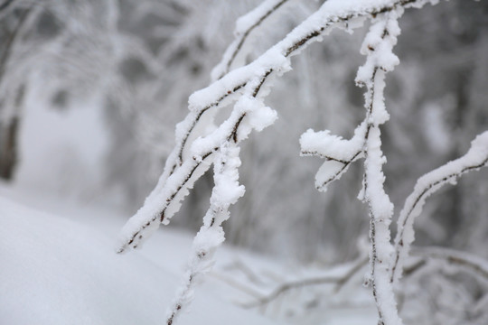 雪景