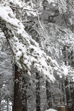 雪景