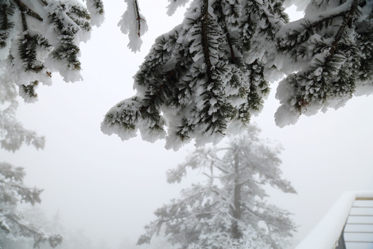 雪景