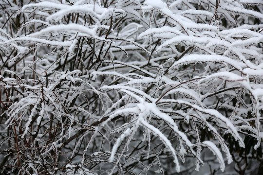 雪