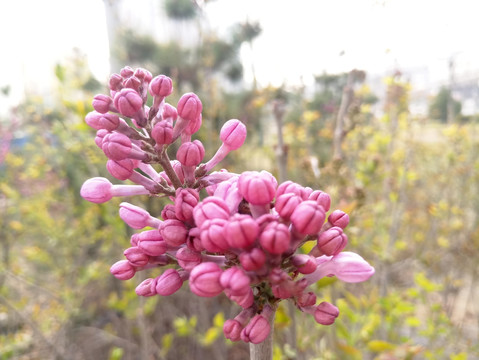 春天盛开的花朵