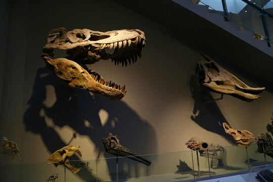 恐龙 头骨 化石