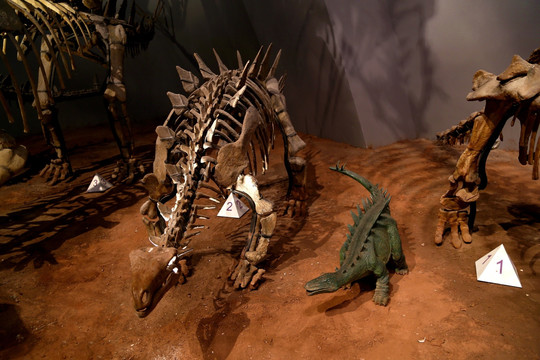 恐龙 化石