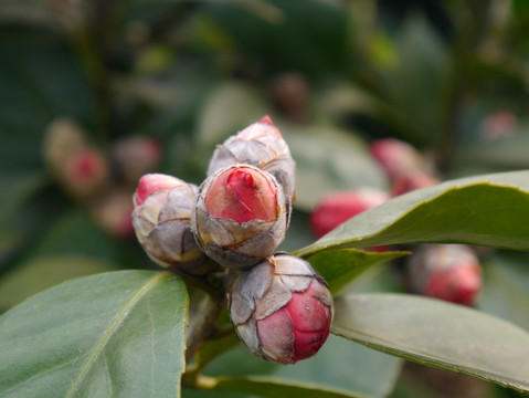 山茶花