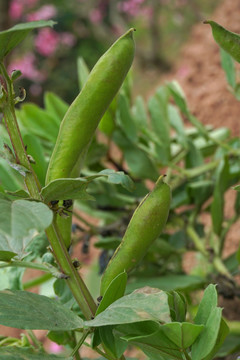 蚕豆荚果 鲜嫩胡豆荚