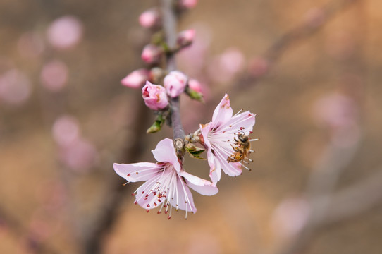 桃花