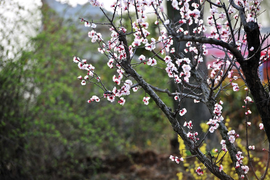 一树红花  花朵