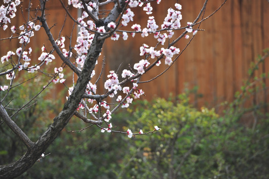 杏树开花