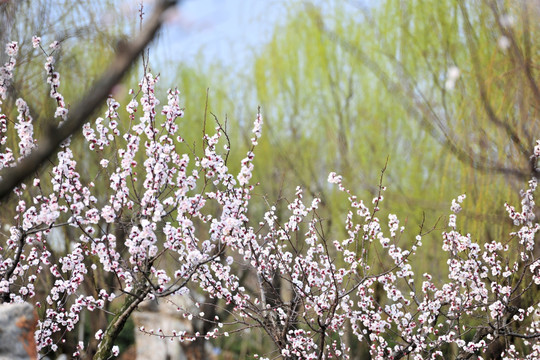 杏树  杏花  白色花