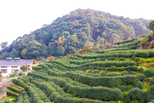 梅家坞龙井茶 十里梅坞 龙井茶