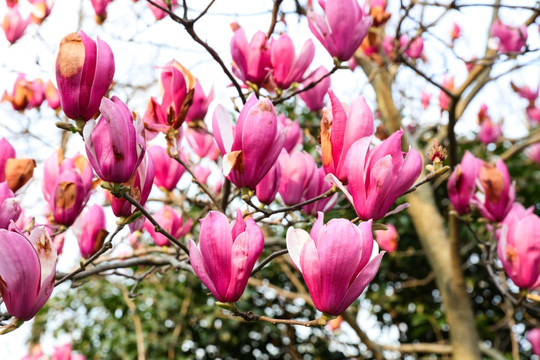 玉兰花 紫色玉兰花 花卉