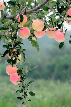 苹果满枝