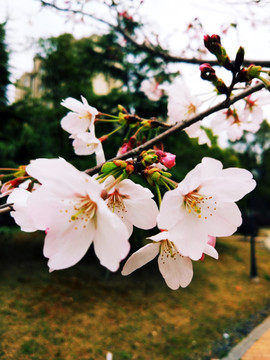 樱花开了 特写