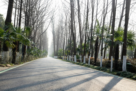 幽静的道路树林