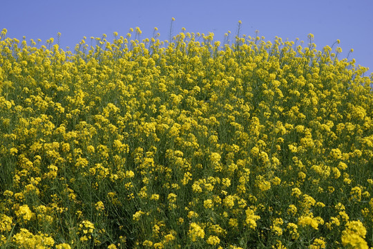 油菜花