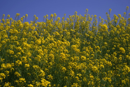 油菜花