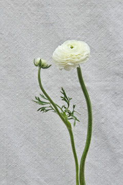 单支纯白洋牡丹花毛茛摄影图