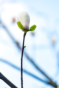 一枝花