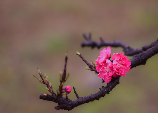 桃花