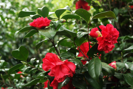 红山茶花